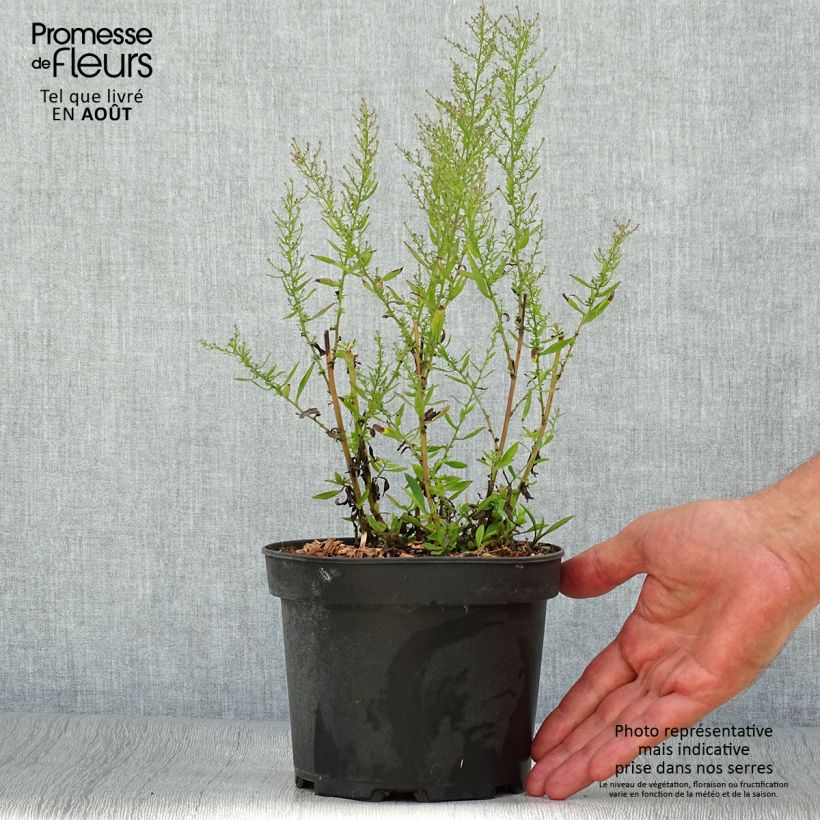 Exemplaar van Aster ericoïdes Pink Cloud - Septemberkruid Pot van 2 l/3 l zoals geleverd in de zomer