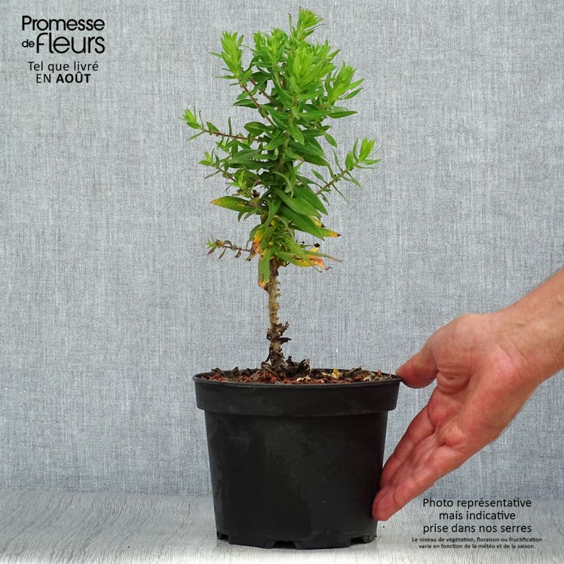 Exemplaar van Aster novae-angliae Purple Dome - Nieuw-Engelse aster Pot van 2 l/3 l zoals geleverd in de zomer