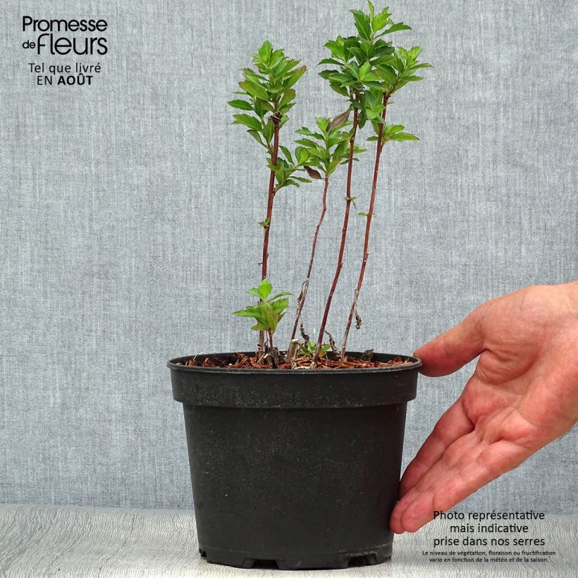 Exemplaar van Aster Stardust - Japanse dwergaster Pot van 2 l/3 l zoals geleverd in de zomer