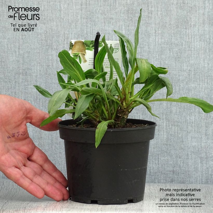 Exemplaar van Zeeaster - Tripolium pannonicum Pot van 1,5 l/2 l zoals geleverd in de zomer