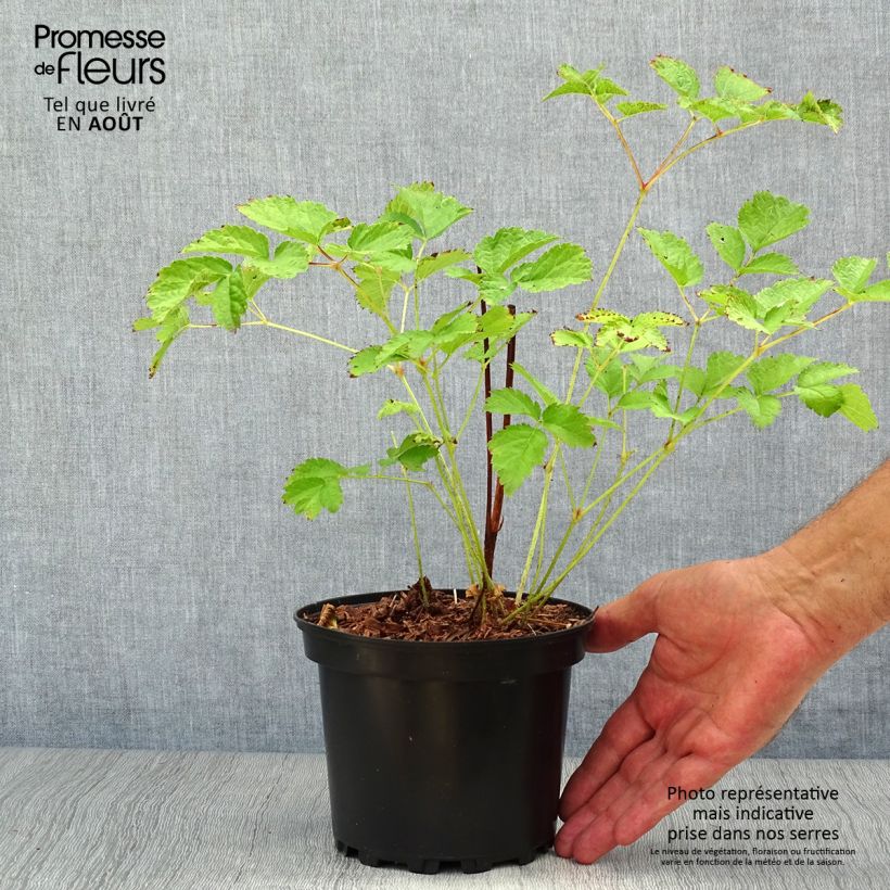 Exemplaar van Astilbe chinensis Purpurkerze - Pluimspirea Pot van 2 l/3 l zoals geleverd in de zomer