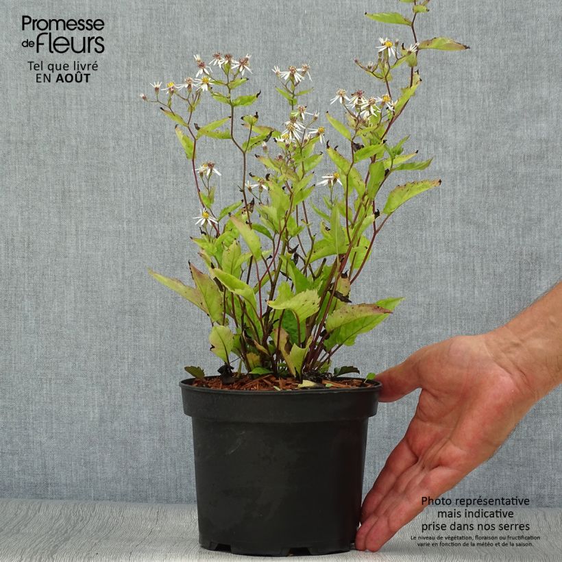 Exemplaar van Aster tradescantii - Noord-Amerikaanse bosaster Pot van 2 l/3 l zoals geleverd in de zomer