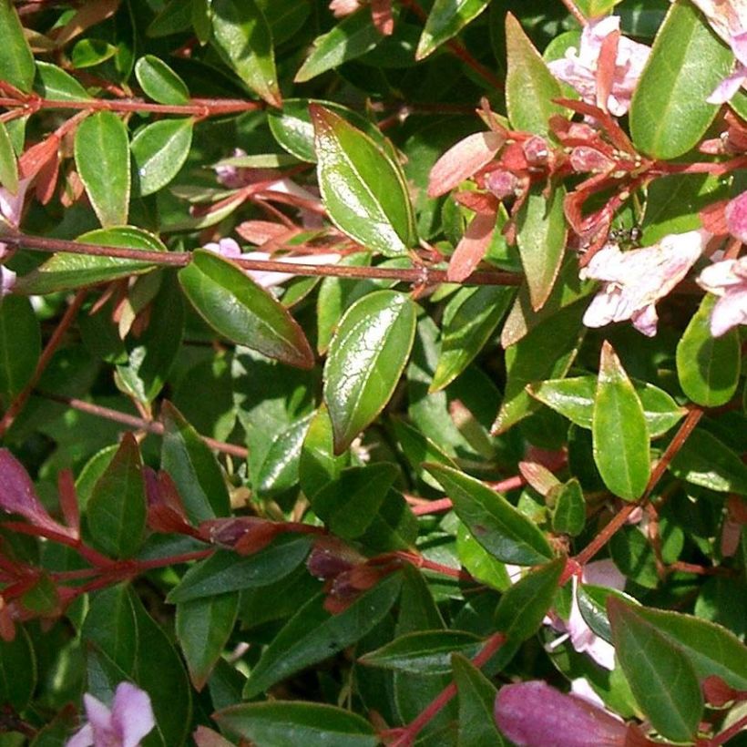 Abelia Edward Goucher - Glanzende abelia (Foliage)