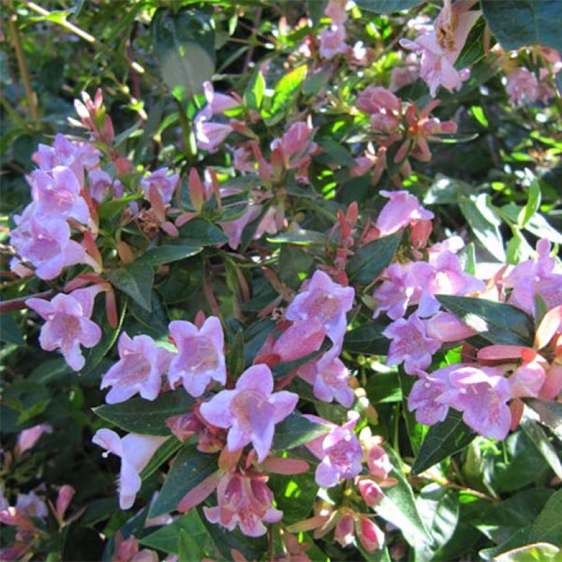 Abelia Edward Goucher - Glanzende abelia (Flowering)