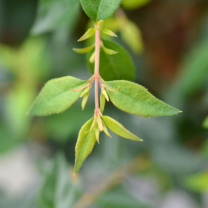 Abelia Edward Goucher - Glanzende abelia (Blad)