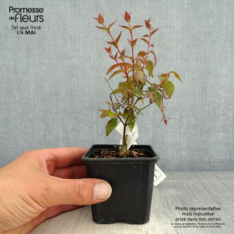 Example of Abelia Edward Goucher - Glanzende abelia Kweekpotje van 8/9 cm as you get in printemps