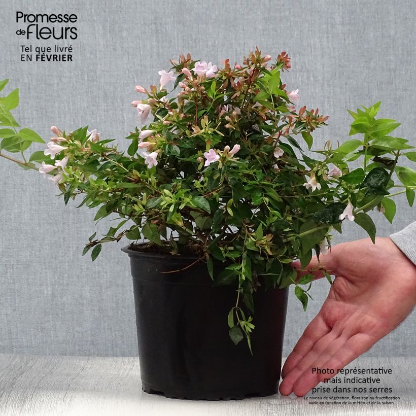 Exemplaar van Abelia Edward Goucher - Glanzende abelia Pot van 1 l/1,5 l zoals geleverd in de herfst