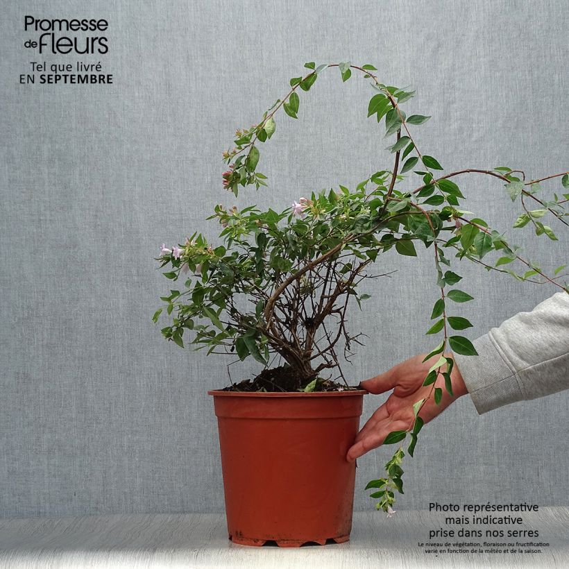 Exemplaar van Abelia Edward Goucher - Glanzende abelia Pot van 7,5 l/10 l zoals geleverd in de herfst