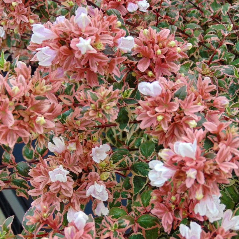 Glanzende abelia Magic Daydream (Bloei)