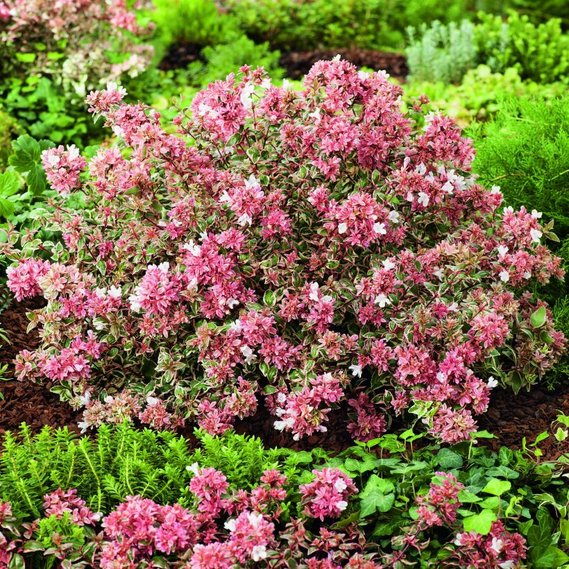Glanzende abelia Magic Daydream (Groeiplaats)
