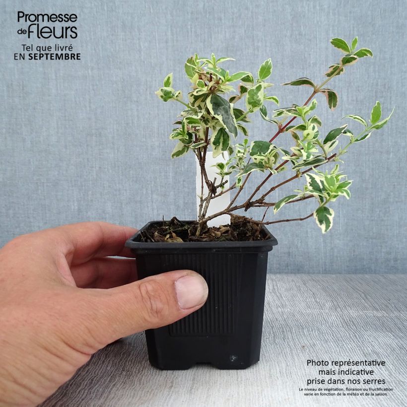 Exemplaar van Glanzende abelia Magic Daydream Kweekpotje van 8/9 cm zoals geleverd in de herfst