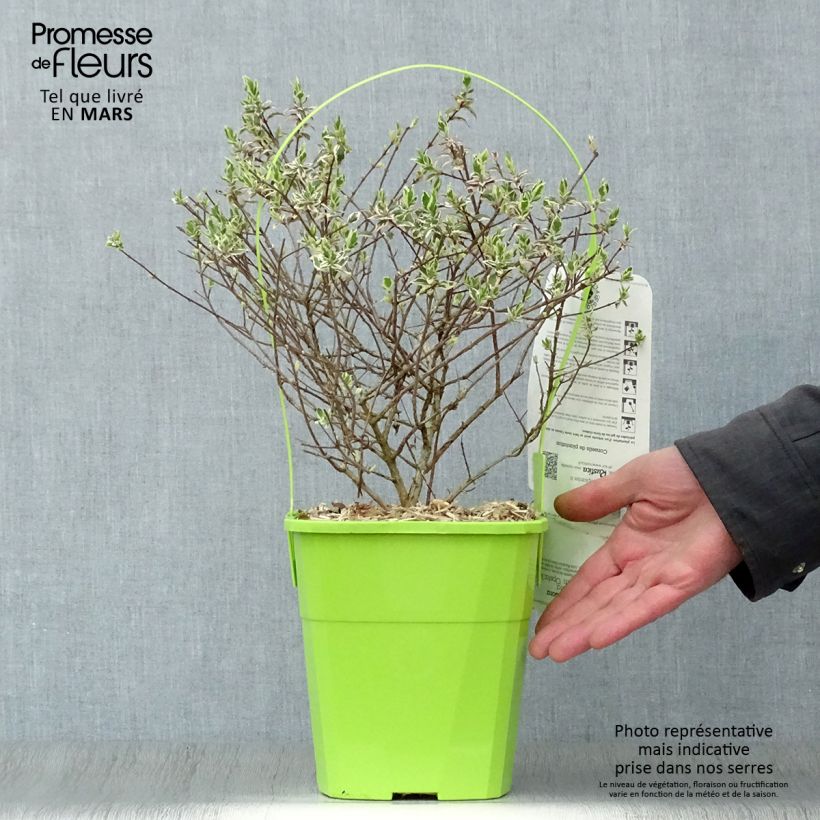 Exemplaar van Glanzende abelia Magic Daydream Pot van 3 l/4 l zoals geleverd in de lente