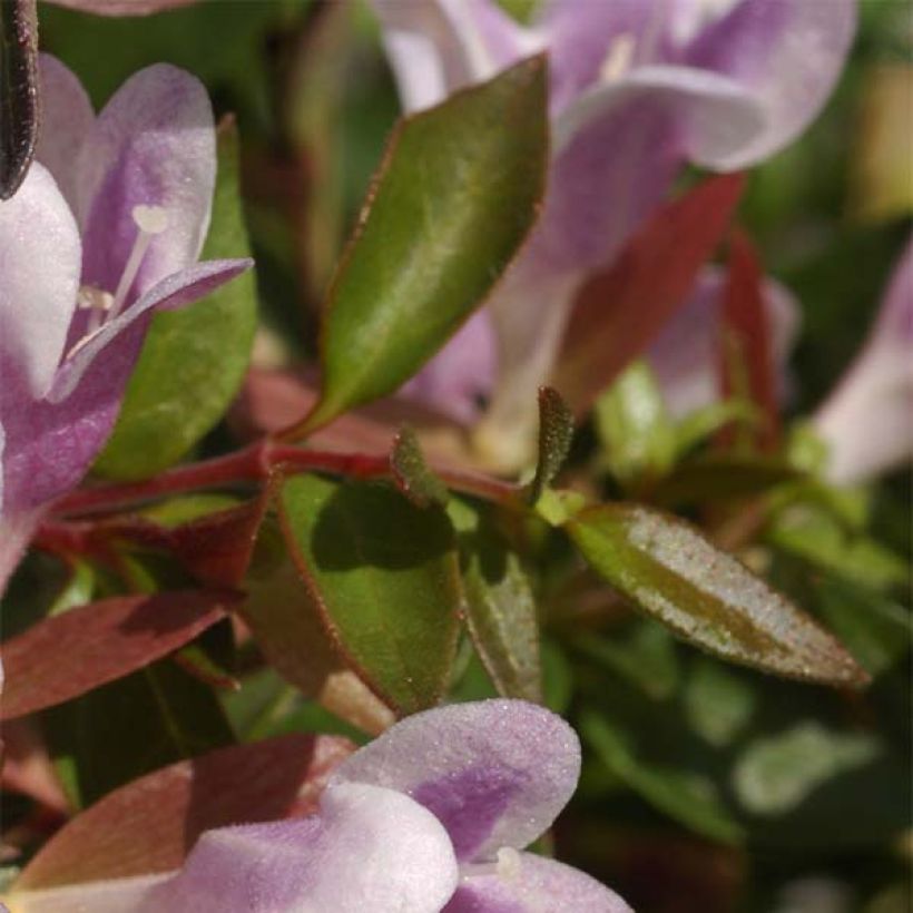 Glanzende abelia Pastel Charm (Blad)