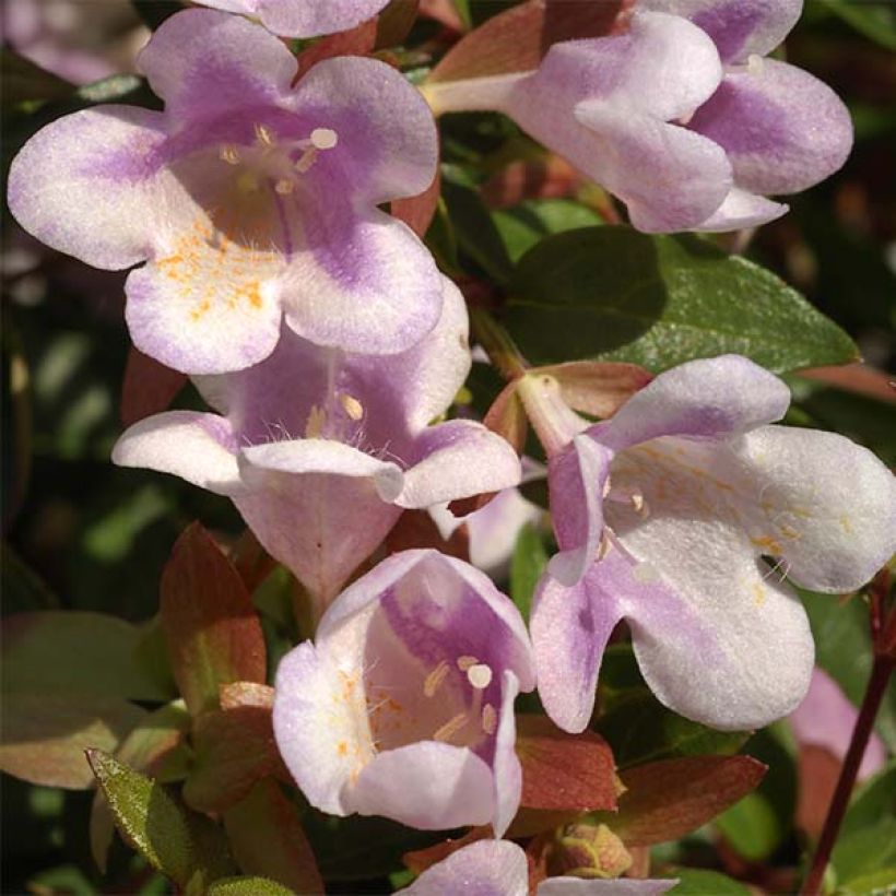 Glanzende abelia Pastel Charm (Bloei)