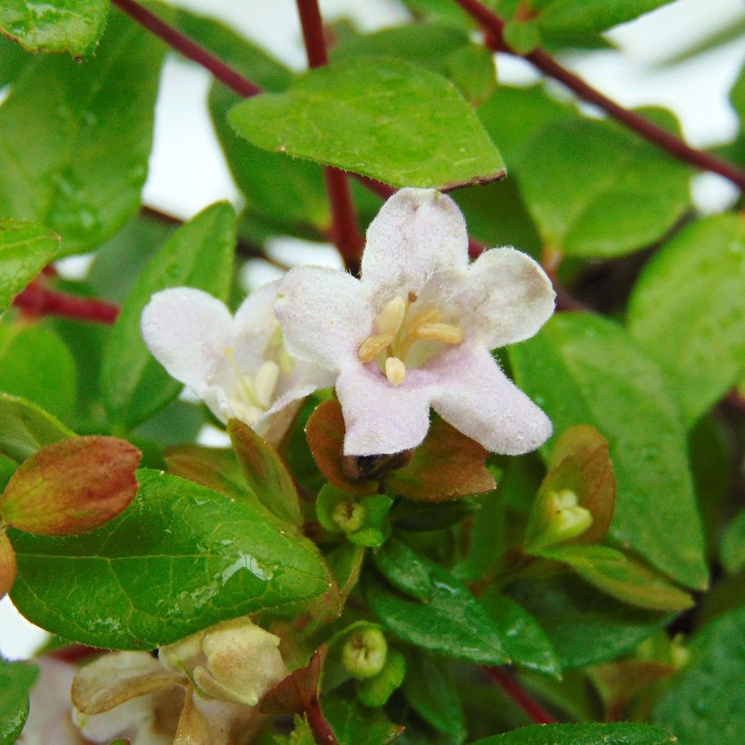 Glanzende abelia Minedward (Bloei)