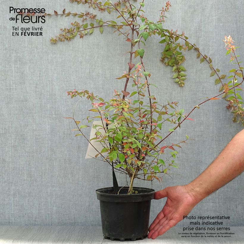 Exemplaar van Abelia Pink Pong Pot van 3 l/4 l zoals geleverd in de herfst