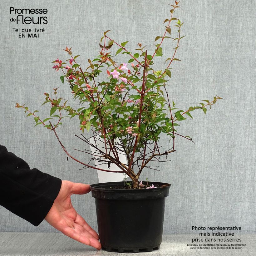 Example of Abelia Pink Pong Pot van 3 l/4 l as you get in printemps