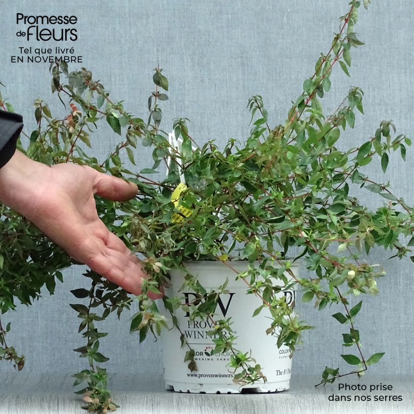 Exemplaar van Abelia Pinky Bells Pot van 2 l/3 l zoals geleverd in de herfst