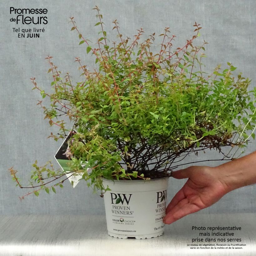 Exemplaar van Abelia Pinky Bells Pot van 2 l/3 l zoals geleverd in de zomer