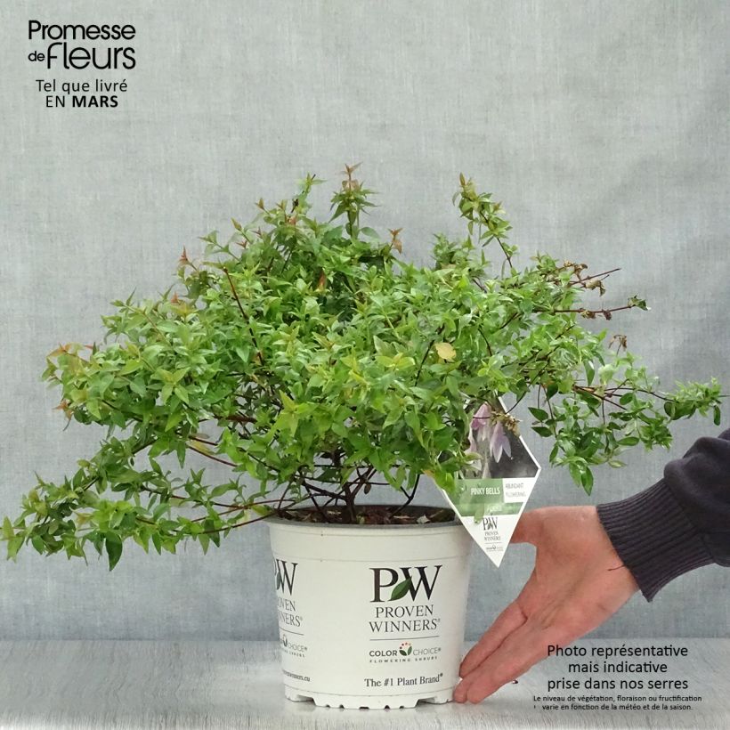 Example of Abelia Pinky Bells Pot van 2 l/3 l as you get in printemps
