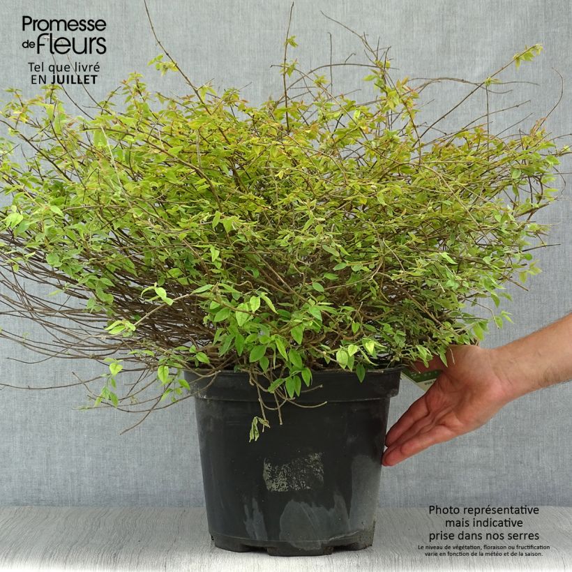 Exemplaar van Abelia Pinky Bells Pot van 7,5 l/10 l zoals geleverd in de zomer