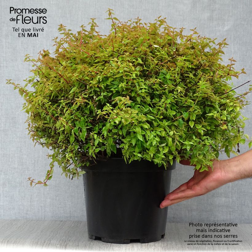 Example of Abelia Pinky Bells Pot van 7,5 l/10 l as you get in printemps