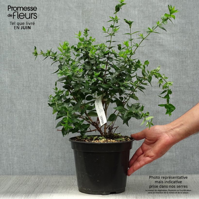 Exemplaar van Chinese abelia Raspberry Profusion - Abelia Pot van 3 l/4 l zoals geleverd in de zomer