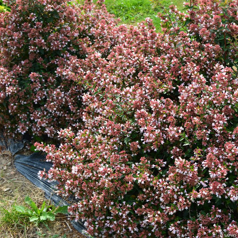 Chinese abelia Raspberry Profusion - Abelia (Groeiplaats)