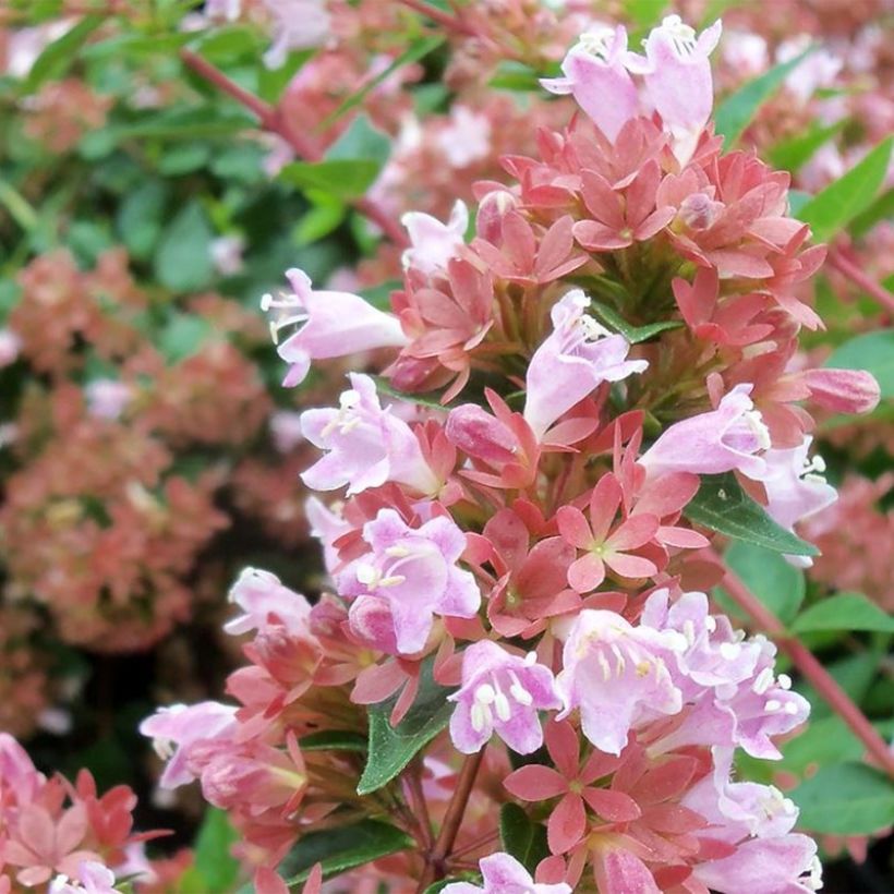 Chinese abelia Raspberry Profusion - Abelia (Bloei)