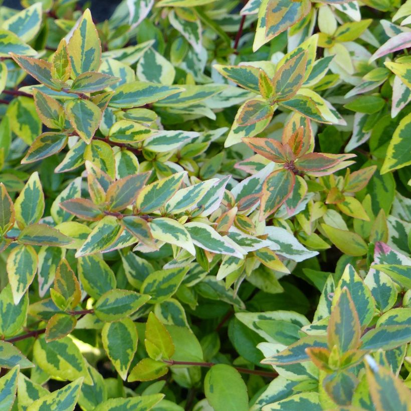 Abelia Happy Daydream - Glanzende abelia (Blad)