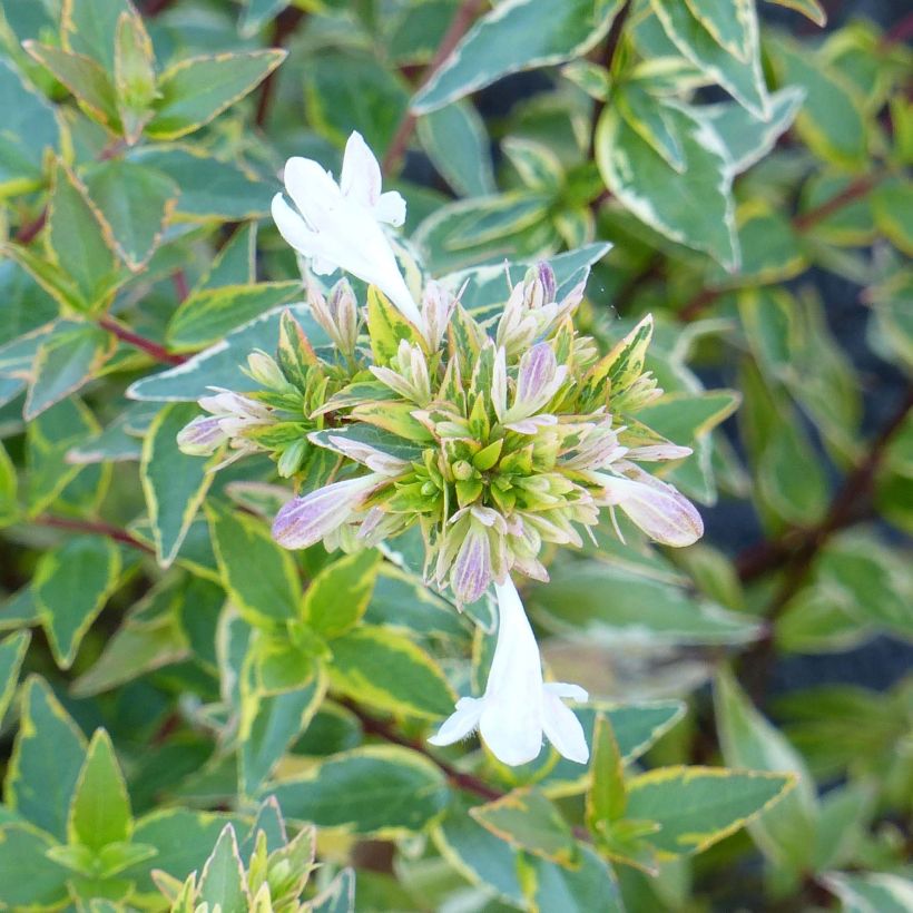 Abelia Happy Daydream - Glanzende abelia (Bloei)