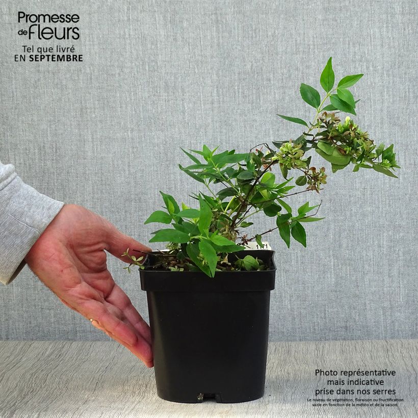 Exemplaar van Glanzende abelia Semperflorens Pot van 2 l/3 l zoals geleverd in de herfst