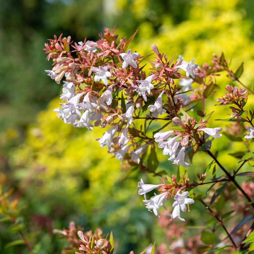 Abelia chinensis - Chinese abelia (Bloei)