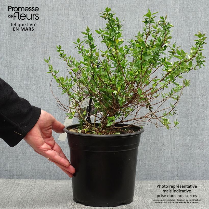 Exemplaar van Abelia chinensis Autumn Festival - Chinese abelia Pot van 4 l/5 l zoals geleverd in de lente