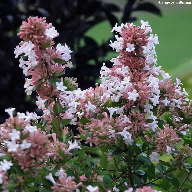 Abelia chinensis Autumn Festival - Chinese abelia (Bloei)
