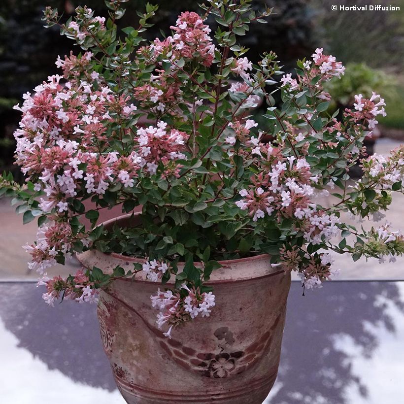 Abelia chinensis Autumn Festival - Chinese abelia (Groeiplaats)