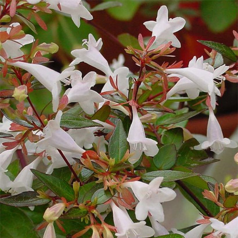 Abelia grandiflora - Glanzende abelia (Bloei)