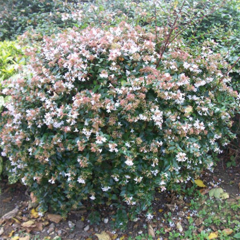 Abelia grandiflora - Glanzende abelia (Groeiplaats)