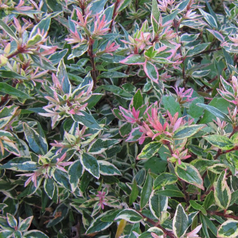 Glanzende abelia Confetti (Foliage)
