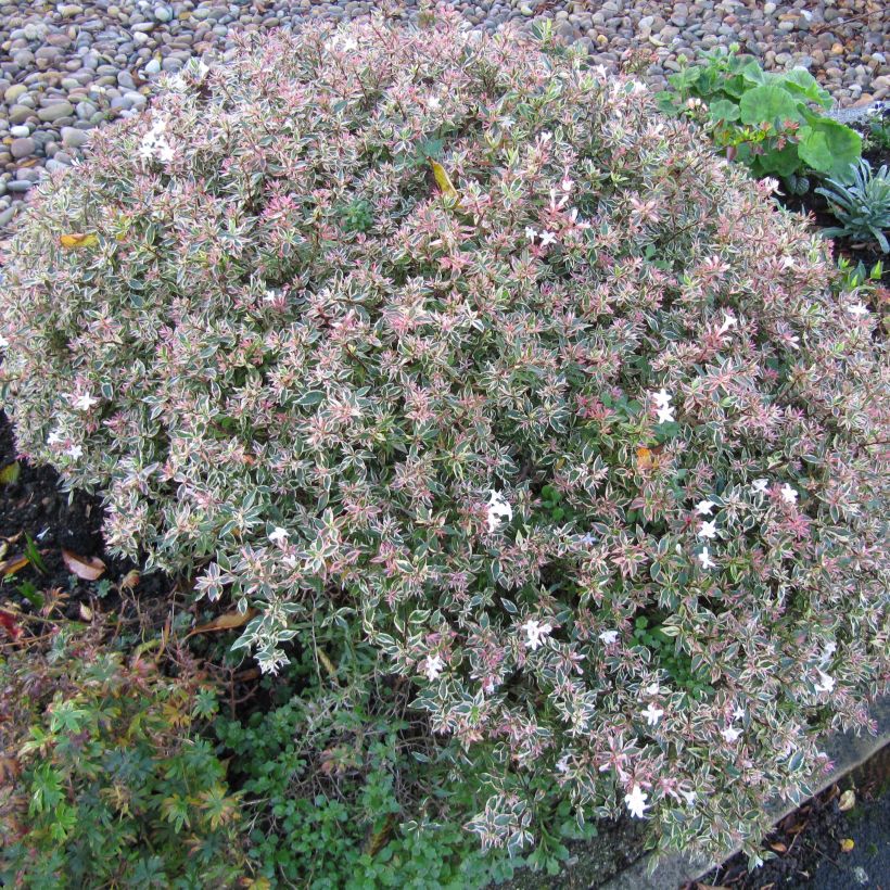 Glanzende abelia Confetti (Plant habit)