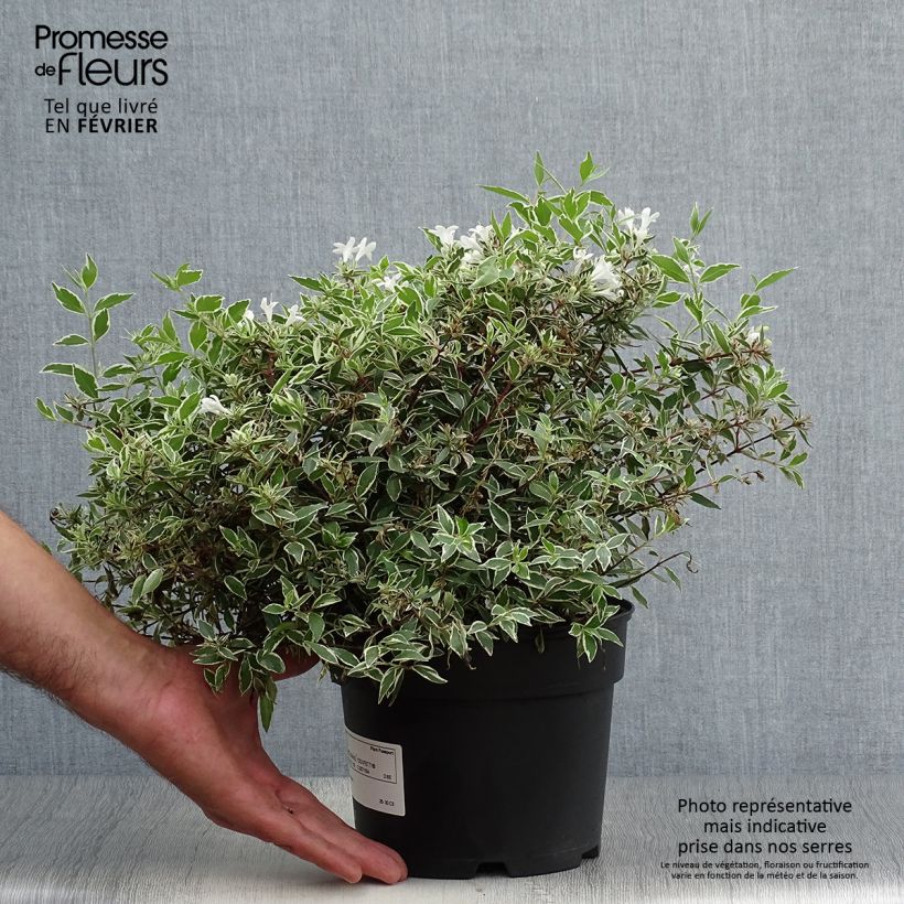 Exemplaar van Glanzende abelia Confetti Pot van 1,5 l/2 l zoals geleverd in de herfst