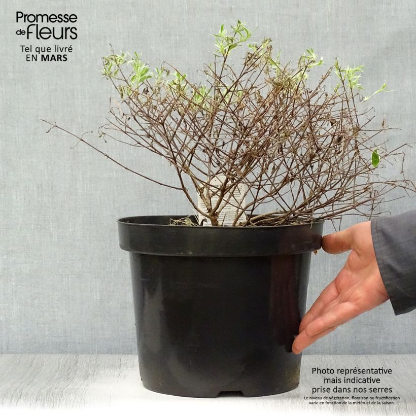 Example of Glanzende abelia Confetti Pot van 7,5 l/10 l as you get in printemps