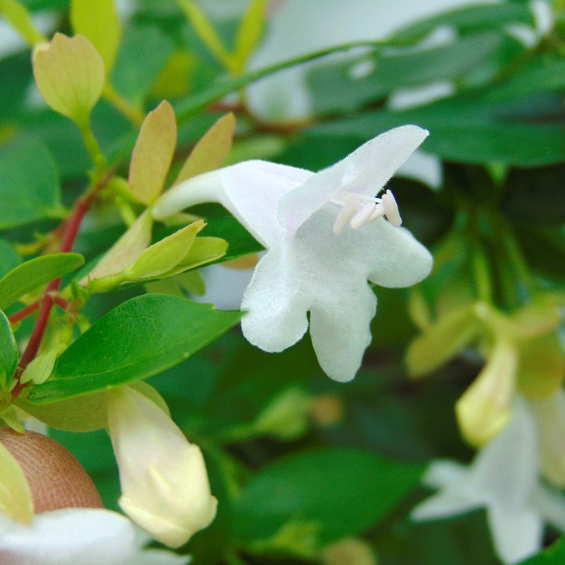 Glanzende abelia Francis Mason (Bloei)