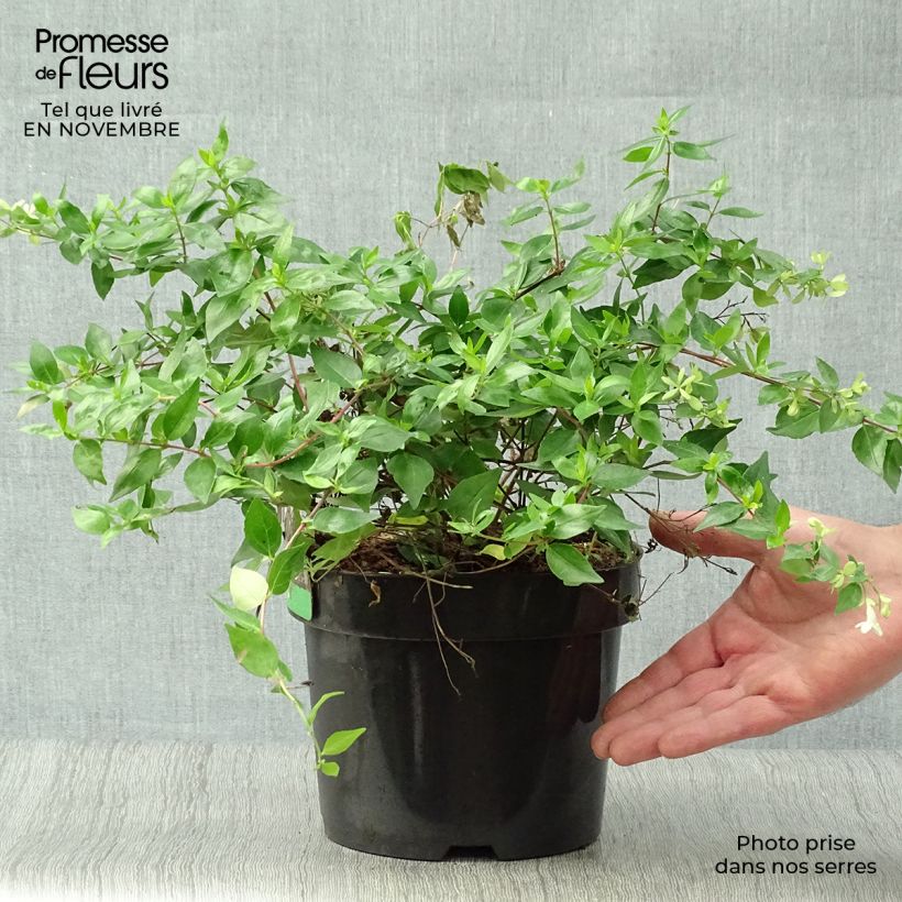 Exemplaar van Glanzende abelia Francis Mason Pot van 3 l/4 l zoals geleverd in de herfst