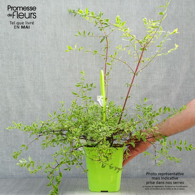 Example of Glanzende abelia Hopley's - Abelia grandiflora Pot van 2 l/3 l as you get in printemps