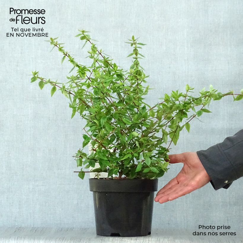 Exemplaar van Glanzende abelia Kaleidoscope Pot van 2 l/3 l zoals geleverd in de herfst