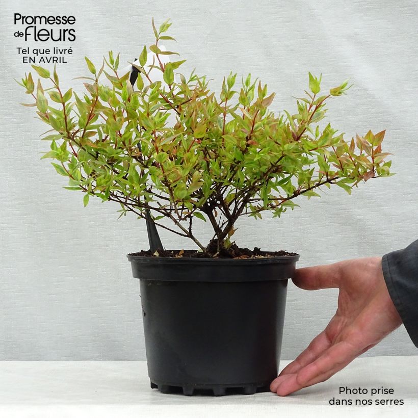 Exemplaar van Glanzende abelia Kaleidoscope Pot van 2 l/3 l zoals geleverd in de lente