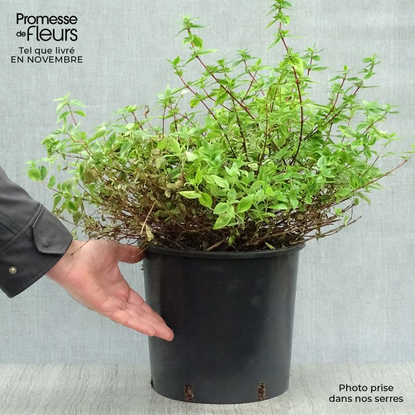 Exemplaar van Glanzende abelia Kaleidoscope Pot van 3 l/4 l zoals geleverd in de herfst