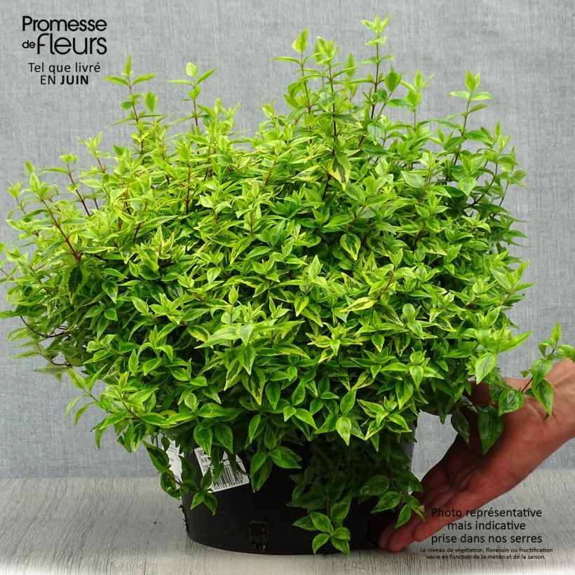 Exemplaar van Glanzende abelia Kaleidoscope Pot van 3 l/4 l zoals geleverd in de zomer