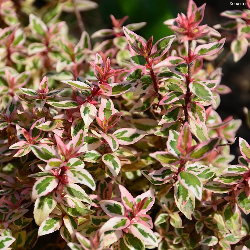 Glanzende abelia Pink Lady - Abelia grandiflora (Foliage)